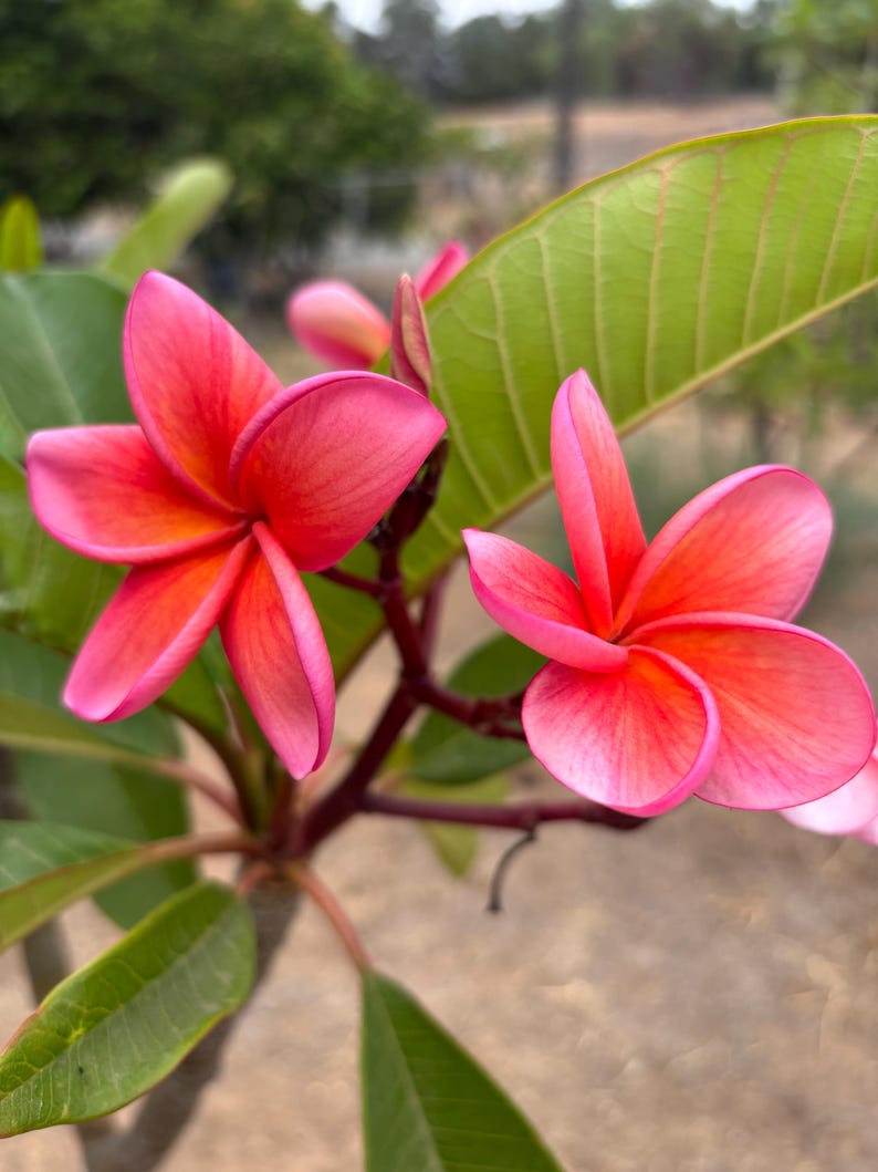 Peut inclure: Gros plan sur des fleurs de plumeria rose vif avec des centres orange. Les fleurs, &agrave; cinq p&eacute;tales, sont entour&eacute;es de feuilles vertes. L'image est nette, mettant en valeur les d&eacute;tails des fleurs.