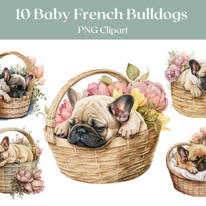 Französische Bulldogge Aquarell Clipart - 10 PNG-Dateien Schlafende Baby Bulldogge im Korb mit Blumen in Aquarell Clipart -DIGITAL DOWNLOAD