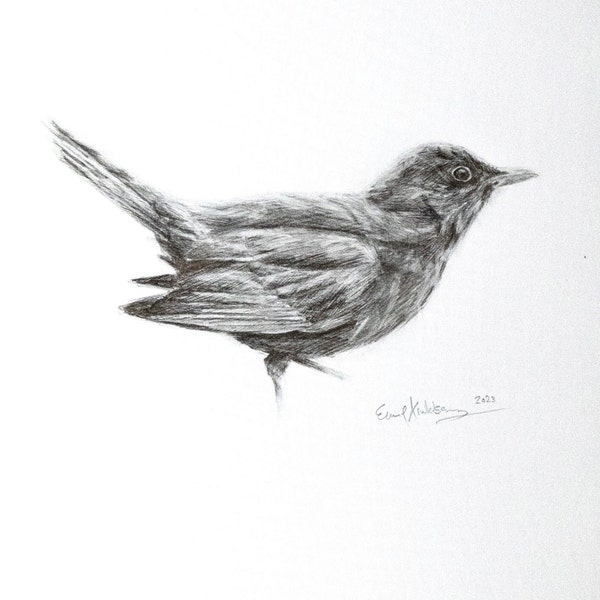 Common Blackbird - Original Bird Graphite Pencil Drawing - A4