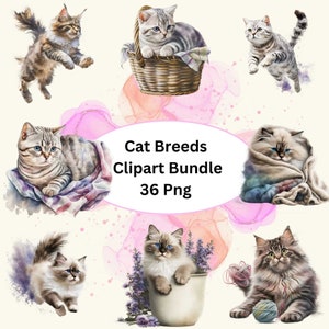 Schöne Katzenrasse Aquarell Clipart, 36 PNG Bundle, Ragdoll Katze, Amerikanisch Kurzhaar Katze, Maine Coon Katze, Clip Art, Kinderzimmer Katze Clipart.