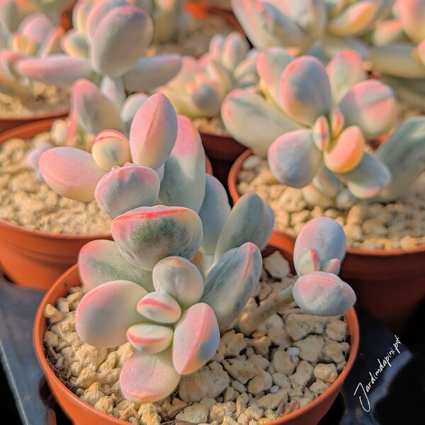 Cotyledon Orbiculata cv Variegated Pot 8 – Seltene Sukkulente, lebende Pflanze, koreanische Sukkulente