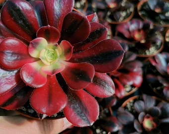 Aeonium Medusa - Decorazione per la casa, pianta viva, regalo succulento