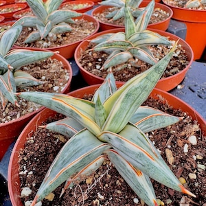 Sansevieria Blue Clone Variegated Pot 10 - Rare succulent, Live Plant