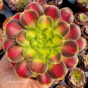 Op de afbeelding: Close-up van een levendige vetplant met gelaagde bloemblaadjes. Het midden is heldergroen, overgaand in geel en vervolgens in diep rood-bordeaux aan de randen. De plant staat in een kleine bruine pot, omringd door andere vetplanten.