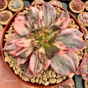 Puede incluir: Una vibrante planta suculenta en una maceta marrón, con hojas abigarradas en tonos de rosa, verde y gris. La planta está rodeada de pequeñas piedras de color claro. Otras suculentas en macetas son visibles en el fondo.