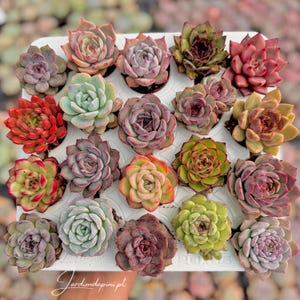 Korean Echeveria Selection - Rare Succulents, Live plant,