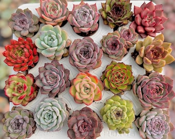 Koreanische Echeverien-Auswahl – Seltene Sukkulenten, lebende Pflanzen