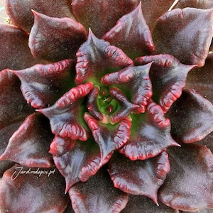 Pode incluir: Close-up de uma planta suculenta com folhas bordô escuras com bordas vermelhas. O centro da planta é verde e as folhas formam um padrão em espiral. A imagem é bem iluminada, mostrando a textura da planta.