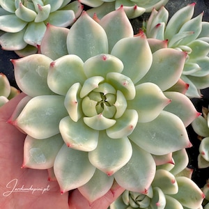Echeveria Chihuahuensis Variegated - Planta viva en 10 macetas, suculenta coreana, rara importación variegada