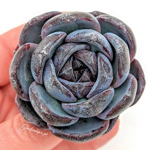 Può includere: Primo piano di una succulenta di colore viola scuro a forma di rosetta. La succulenta ha una tonalità blu-verde ed è a forma di rosetta.