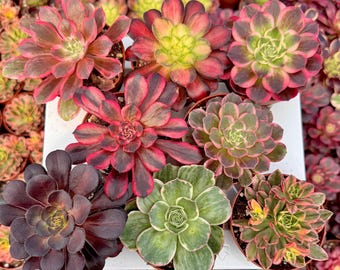 Selezione di Aeonium - Succulente rare, piante vive, piante colorate