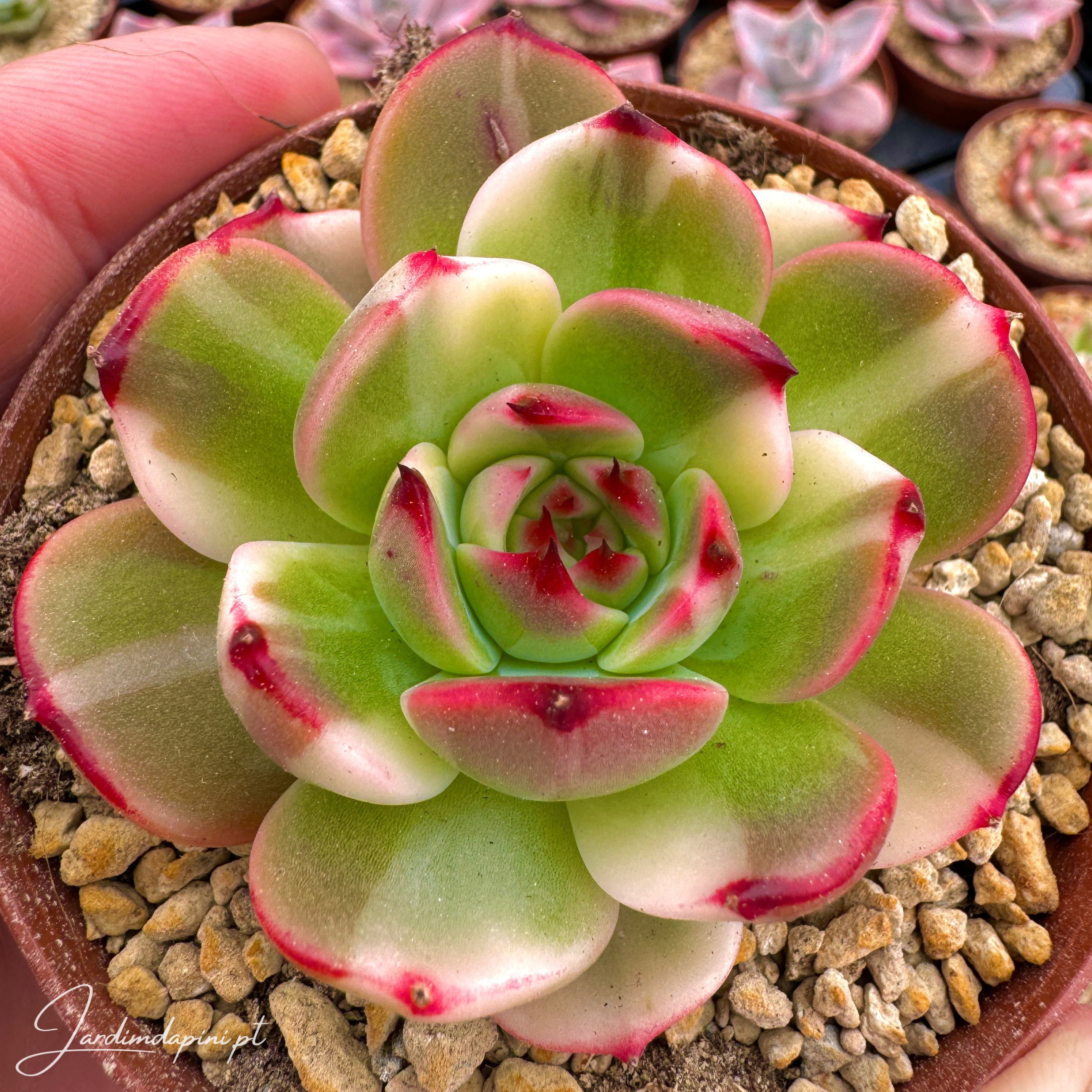 Korean Echeveria - Etsy Denmark Korean Echeveria - Etsy Denmark