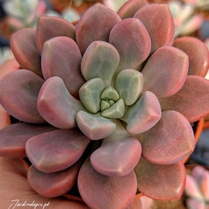 Echeveria Polari Herz - Lebende Pflanze, Sukkulenten Geschenk