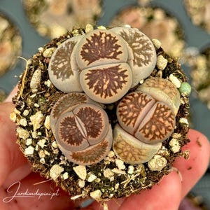 Può includere: Una pianta succulenta Lithops caratterizzata da diverse foglie arrotondate simili a ciottoli, con una superficie liscia color beige-grigio e intricati motivi di ramificazione marrone scuro. La pianta è in terriccio scuro con piccoli sassolini bianchi.