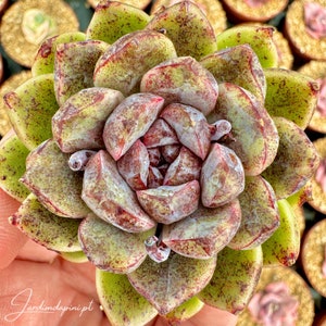 Echeveria Amethist Pot 8 - Sällsynt koreansk suckulent, levande växt