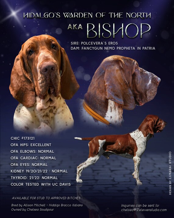 Italian Bracco Dog Bracco Italiano Popular Dog Transparent Icon