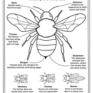 NEW Printable Bees Nature Activity Pack ages 4 - Etsy Canada