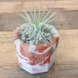 Concrete Planter, Octagon, Geometric Planter, Air Plant, Home Decor, Unique Gift, Small Planter, Indoor Planter, Plant Lover, Gift, Plant