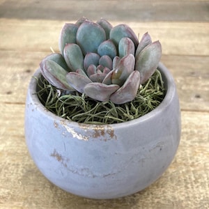 Concrete Planter, Handmade Gift, Succulent, Home Decor, Unique Gift, Indoor Plant, Pachyveria, Claire, Minimal, Plant Lover