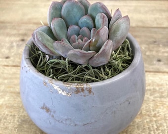 Concrete Planter, Handmade Gift, Succulent, Home Decor, Unique Gift, Indoor Plant, Pachyveria, Claire, Minimal, Plant Lover