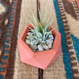 May include: A small air plant in a geometric terracotta planter. The planter has a hexagonal shape with a textured surface. The plant is surrounded by small white rocks.