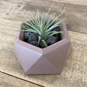 May include: A small air plant in a geometric concrete planter. The planter is a light purple color and has a hexagonal shape. The plant is surrounded by black lava rocks.