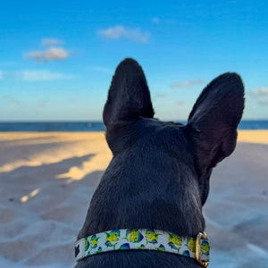 Mahi Mahi Dog Collar – Adjustable Printed Collar for Dogs | Vibrant Tropical Pet Accessory | Handmade Gift for Dog Lovers