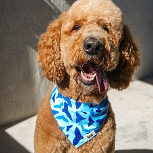 Könnte beinhalten: Ein goldbrauner Hund trägt ein blaues Halstuch mit einem Muster aus hell- und dunkelblauen Formen. Der Hund lächelt und hat die Zunge draußen. Das Halstuch liegt um den Hals des Hundes.