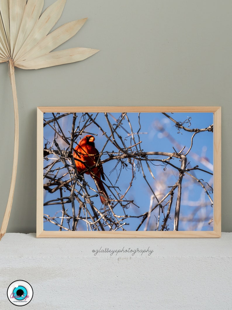 Cardinal in Winter Tree Digital Photo Download | Photography Bird ...