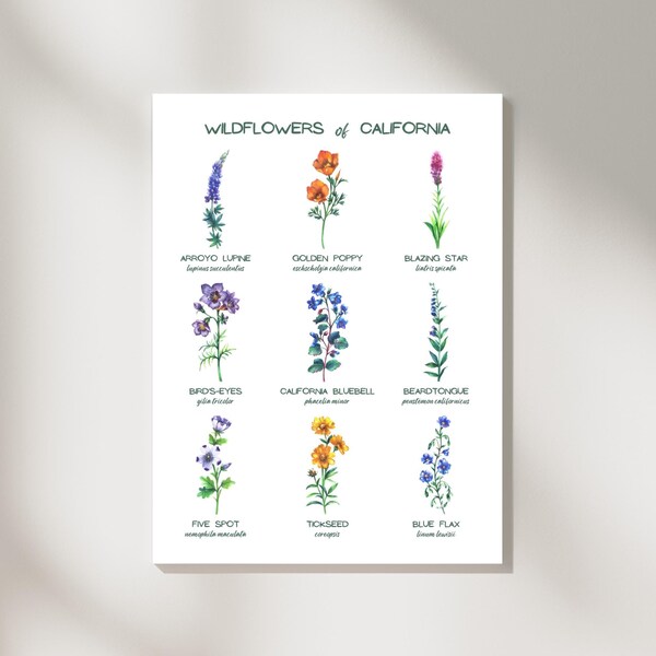California Wildflower Print Etsy
