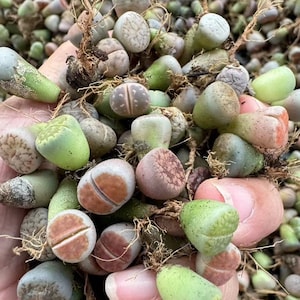 May include: A close-up of a hand holding a group of small, round, green, brown, and pink succulents with roots. The succulents are arranged in a cluster and have a variety of textures.