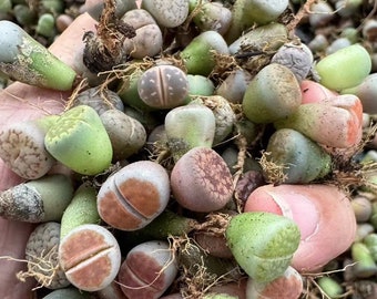 Lithops Spp. (0.4”-0.6”)