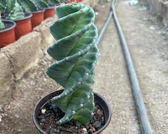 Cereus Validus Spiralis (8”-10”)