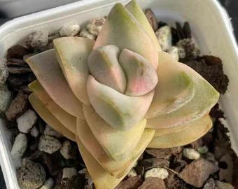 CRASSULA MOONGLOW SUCCULENT - Unique Variegated Plant