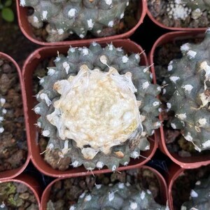 May include: Close-up of a group of small, green cactus plants with white spines and a white, fuzzy center. The cactus plants are potted in small, brown pots.