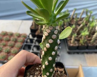 Euphorbia Variegated Royleana Column