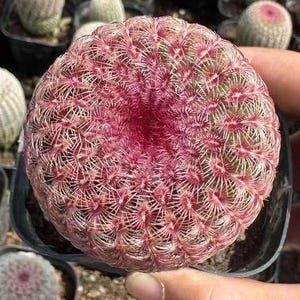 Echinocereus Rigidissimus Seed Grown