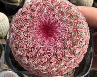Pianta Succulenta Cactus Coryphantha Elephantidens Inermis 8-9 Cm