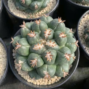 May include: A close-up of a green cactus with multiple rounded segments, each topped with small, brown, star-shaped spines. The cactus is potted in a black container with light-colored gravel.