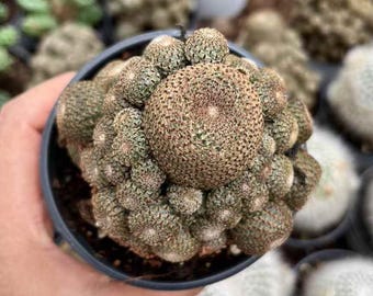 4 Rebutia Heliosa Var. Condorensis - Etsy