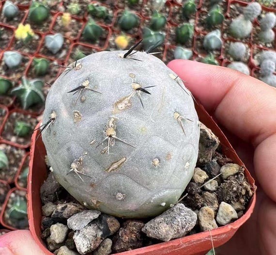rexite cactus Rebutia heliosa grafted main image 1