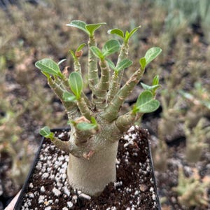 May include: A small, potted desert rose plant with a thick, textured trunk and multiple branches. The branches are adorned with small, green leaves. The plant is in a black plastic pot filled with soil and small white pebbles. The background is blurred.
