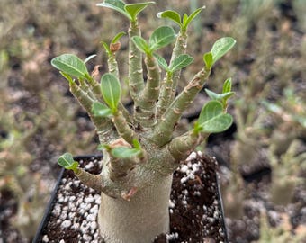 Adenium Arabicum, Exotic Succulent Plant