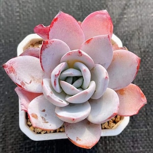 Echeveria White lotus (2”)