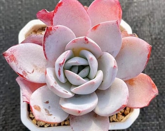 Echeveria White lotus (2”)