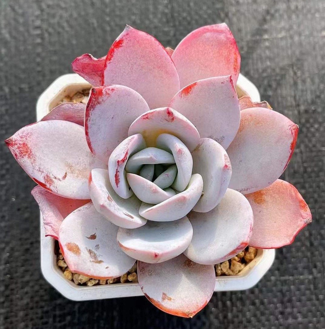 Echeveria White Lotus (2”) - Etsy