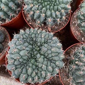 Gymnocalycium Baldianum Crested 5&quot;-6&quot;