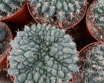 Gymnocalycium Baldianum Crested 5"-6"