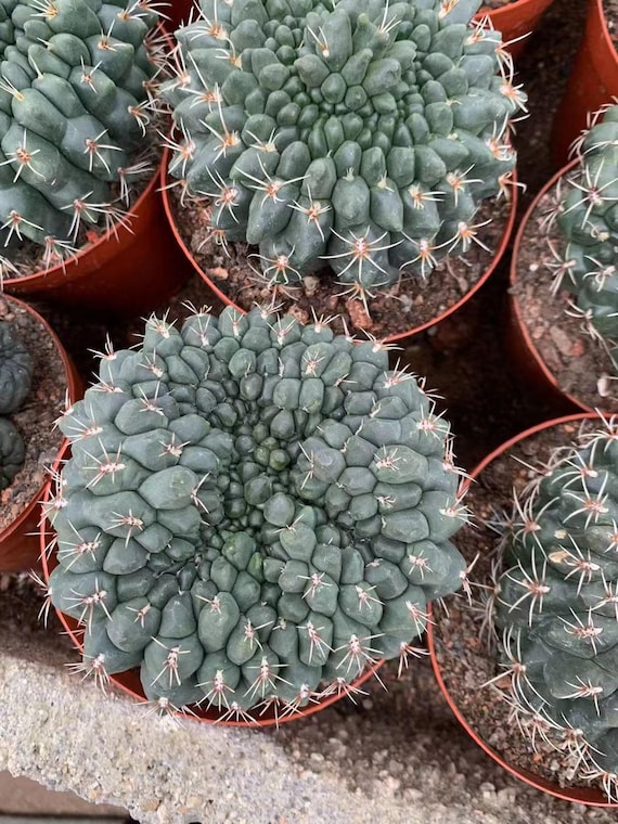 Gymnocalycium Baldianum Crested 5"-6"