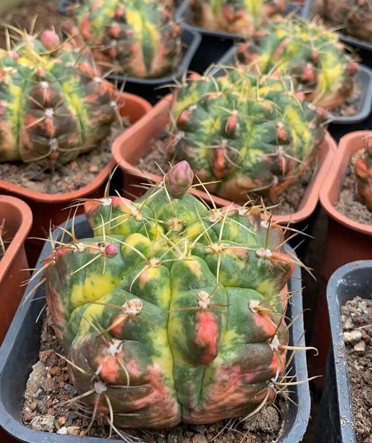 Gymnocalycium Horstii Variegata 3